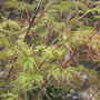 2009_trimmed back! (Acer palmatum (Japanese maple))