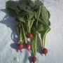 First crop of 2009 (Armoracia rusticana (Horse Radish))