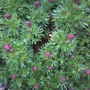 Coming out in buds (saxifraga highlander rose shades)