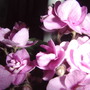 2008-03-06_003_lush_african_violets