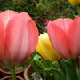Beryl's tulips