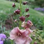 Verbascum 'Jackie'