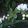 Exochorda