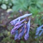 Corydalis flexuosa 'Blue Dragon' (Corydalis flexuosa (Corydalis))