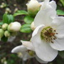 Chaenomeles_speciosa__nivalis_