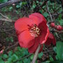 Chaenomeles_superba__cardinalis_