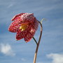 Picture_034