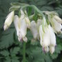 Dicentra