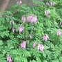 Dicentra_formosa_-_2009 (Dicentra formosa)