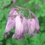 Dicentra formosa (close-up) - 2009 (Dicentra formosa)