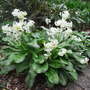 Erythronium californicum 'White Beauty'