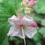 Geranium macrorrhizum - 2009  (Geranium macrorhizum)