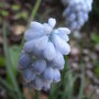 Muscari armeniacum 'Valerie Finnis' (Muscari armeniacum (Grape hyacinth))