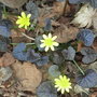 Ranunculus_ficaria__brazen_hussy_