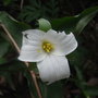 Trillium grandiflorum - 2009 (Trillium grandiflorum)