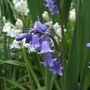 English bluebells - for Jacque! (Hyacinthoides non-scripta (Bluebell))
