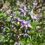 Solanum crispum 'Glasnevin' (Solanum crispum (Chilean potato tree)'Glasnevin')