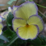 Viola 'Rebecca' (Viola tricolor)