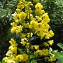 Cassia