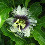 Passiflora edulis (Passiflora edulis (Golden Granadilla))
