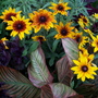 Summer_flowers_7-21-06_041