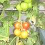 Tomatoes_on_balcony_17-09-07__close_up_.jpg (Solanum lycopersicum (Tomato))