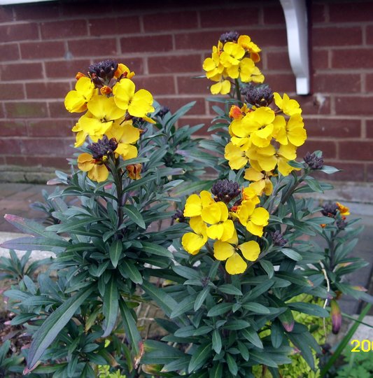 Erysimum Suffruticosum Gold Dust Wallflower Perennial Plant - 6 Plug Plants, Yellow Flowers, 45cm Height