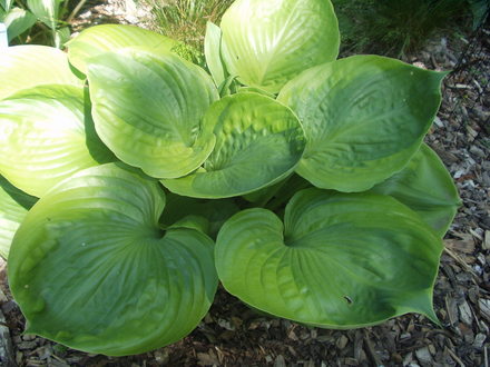hosta Lady Isobel Barnett