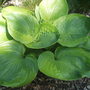 hosta Lady Isobel Barnett