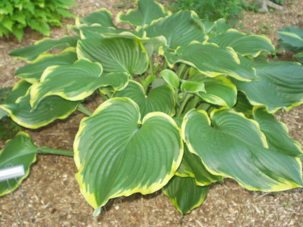hosta Leading Lady
