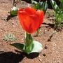 Orange Tulip (Tulipa acuminata (Tulip))