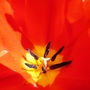Dwarf Orange Tulip (Tulipa acuminata (Tulip))