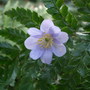 Anemone_nemorosa__robinsoniana_