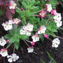 Zaluzianskya_ovata_-_2009