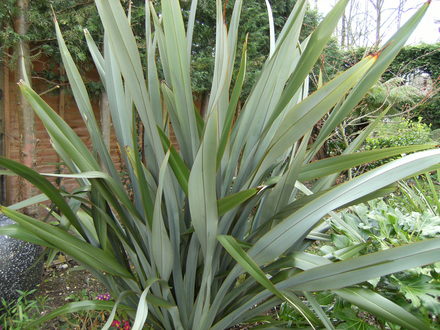 New Zealand Flax (Phormium tenax (New Zealand flax))