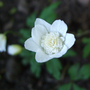 Anemone_nemorosa__vestal_a