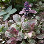 Ajuga reptans 'Burgundy Glow' (Ajuga reptans 'Burgundy Glow')
