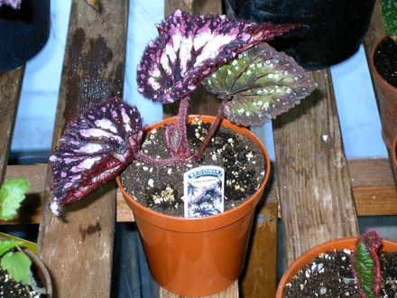 Fireworks  (Begonia)