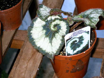 Escargot (Begonia)