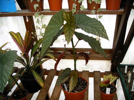 B. Lucerna (Begonia)