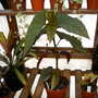 Greenhouse_early_2008_+_baby_004