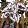 Greenhouse_early_2008_+_baby_005