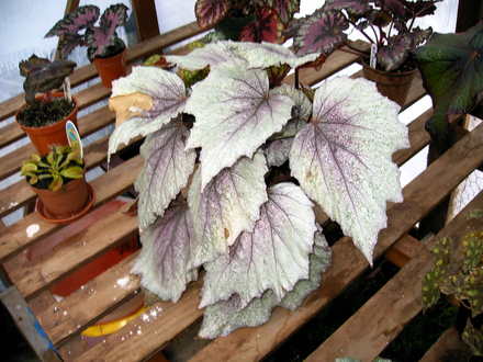 Morning Dew (Begonia)