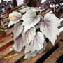 Greenhouse_early_2008_+_baby_006