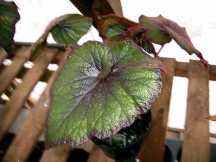 Curly Fireflush (Begonia)