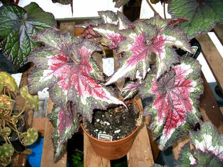 Red Dragon (Begonia)