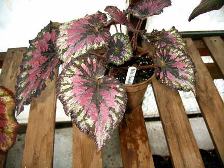 Painted Lady (Begonia)