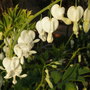 Dicentra