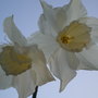 A garden flower photo