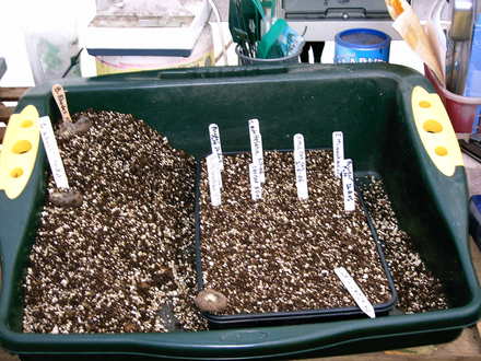 Planting Tubers
